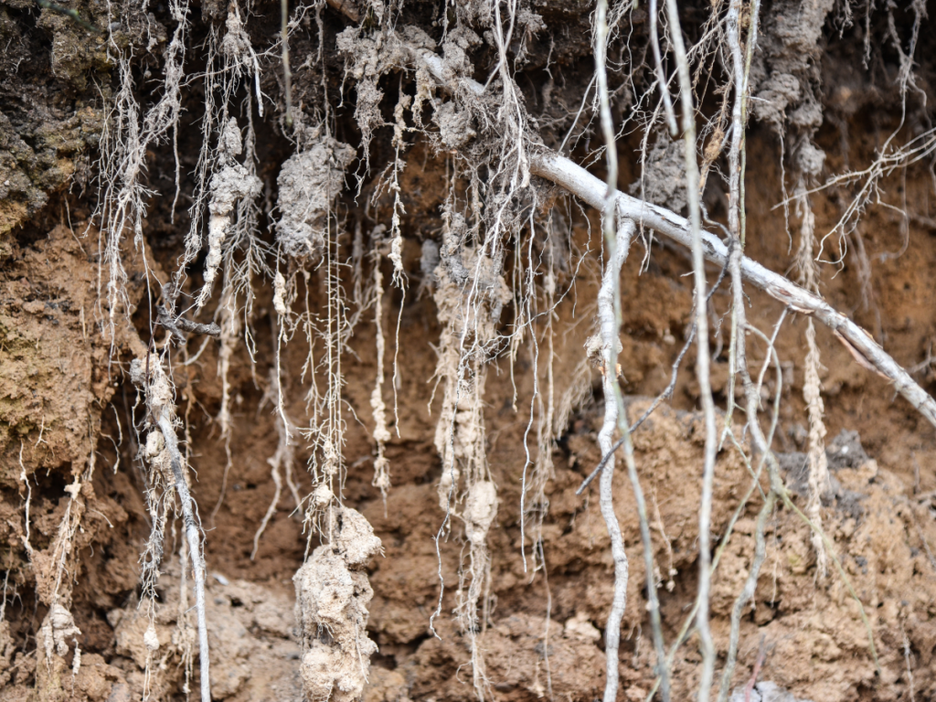 tree-roots-sewer-line